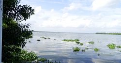 8 acre vembanad lake frontage land for sale in pallippuram cherthala