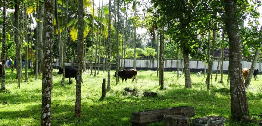 8 acre vembanad lake frontage land for sale in pallippuram cherthala