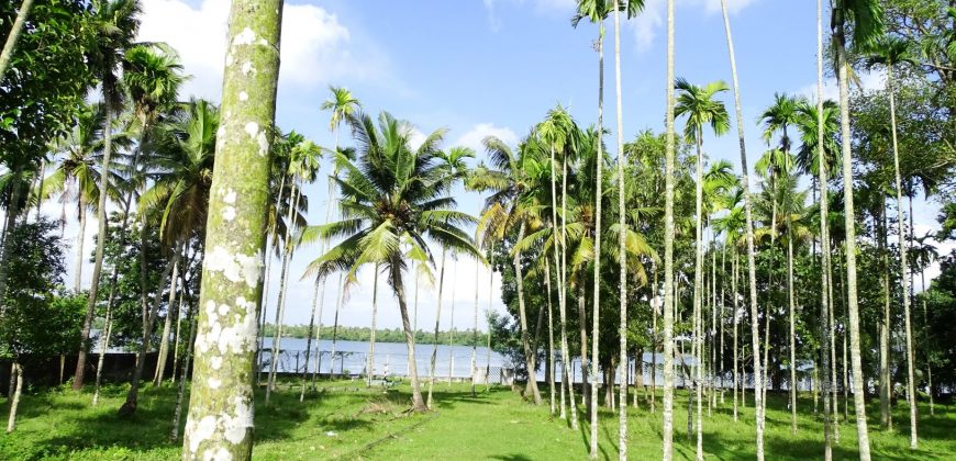 8 acre vembanad lake frontage land for sale in pallippuram cherthala
